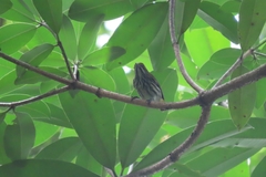 Dicaeum chrysorrheum