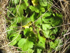 Ranunculus royi