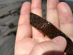 Dictyota kunthii