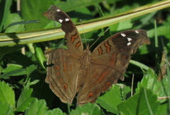 Junonia natalica