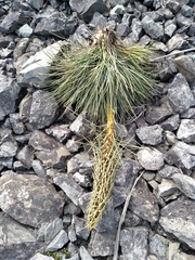 Aciphylla squarrosa squarrosa