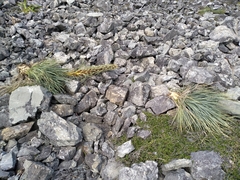 Aciphylla squarrosa squarrosa