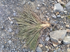 Aciphylla squarrosa squarrosa