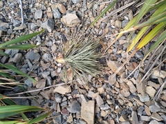 Aciphylla squarrosa squarrosa