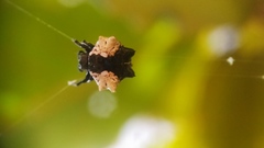 Gasteracantha mediofusca
