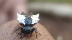 Gasteracantha mediofusca