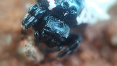 Gasteracantha mediofusca