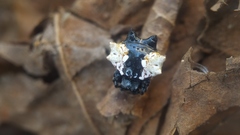 Gasteracantha mediofusca