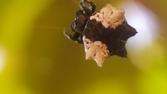 Gasteracantha mediofusca