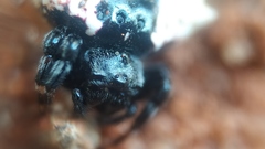 Gasteracantha mediofusca