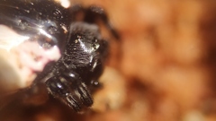 Gasteracantha mediofusca