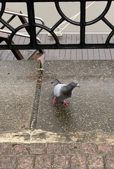 Columba livia domestica