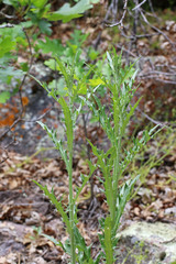 Cirsium arizonicum bipinnatum