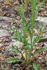 Cirsium arizonicum bipinnatum