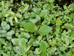 Saururus chinensis