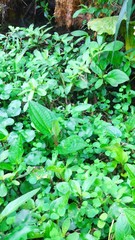 Saururus chinensis