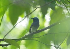 Hypothymis azurea styani