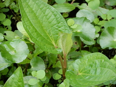 Saururus chinensis