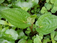 Saururus chinensis