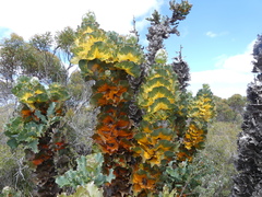 Hakea victoria