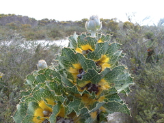 Hakea victoria