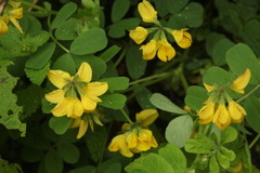 Securigera orientalis