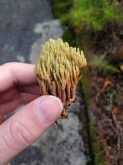 Ramaria apiculata