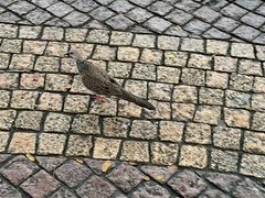 Streptopelia chinensis