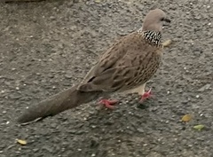 Streptopelia chinensis