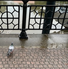 Columba livia domestica