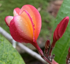 Plumeria rubra
