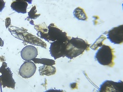 Bolivinitidae