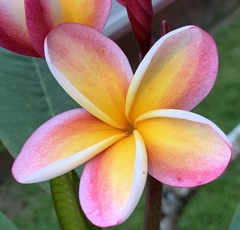 Plumeria rubra