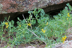 Corydalis aurea aurea