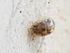 Paropsisterna gloriosa