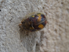 Paropsisterna gloriosa