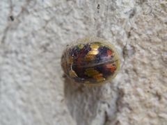 Paropsisterna gloriosa