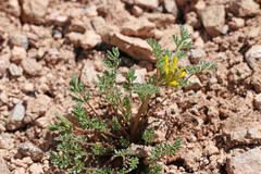 Corydalis aurea aurea