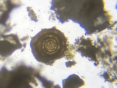 Ammodiscus