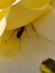 Iridomyrmex purpureus