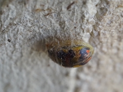 Paropsisterna gloriosa