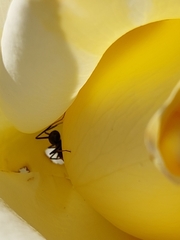 Iridomyrmex purpureus