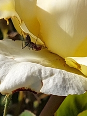 Iridomyrmex purpureus