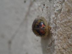 Paropsisterna gloriosa