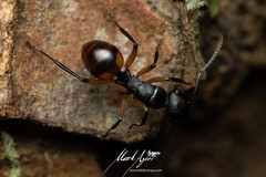 Polyrhachis maculata