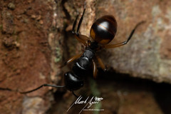 Polyrhachis maculata