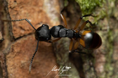 Polyrhachis maculata