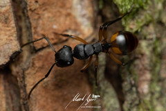 Polyrhachis maculata