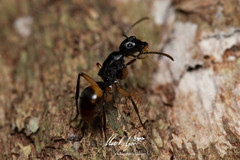 Polyrhachis maculata