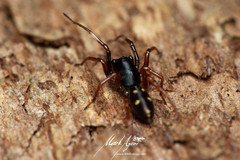 Euasteron enterprise